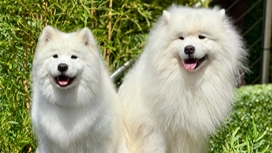 Two fluffy white dogs outdoors representing dog grooming online courses and beginner-friendly dog grooming classes online.