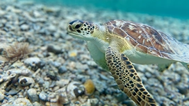 Sea turtle swimming above the seabed, illustrating marine biology classes and ocean life in the marine biome