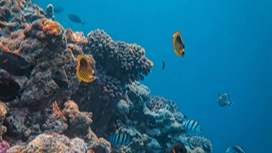 Coral reef and tropical fish underwater illustrating a marine biology course and online marine biology learning