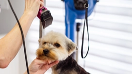 Professional groomer trimming a small dog's coat with electric clippers, demonstrating dog grooming skills and hair cutting.