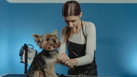 Professional groomer caring for a Yorkshire Terrier on a grooming table, illustrating dog grooming training online at OHSC.